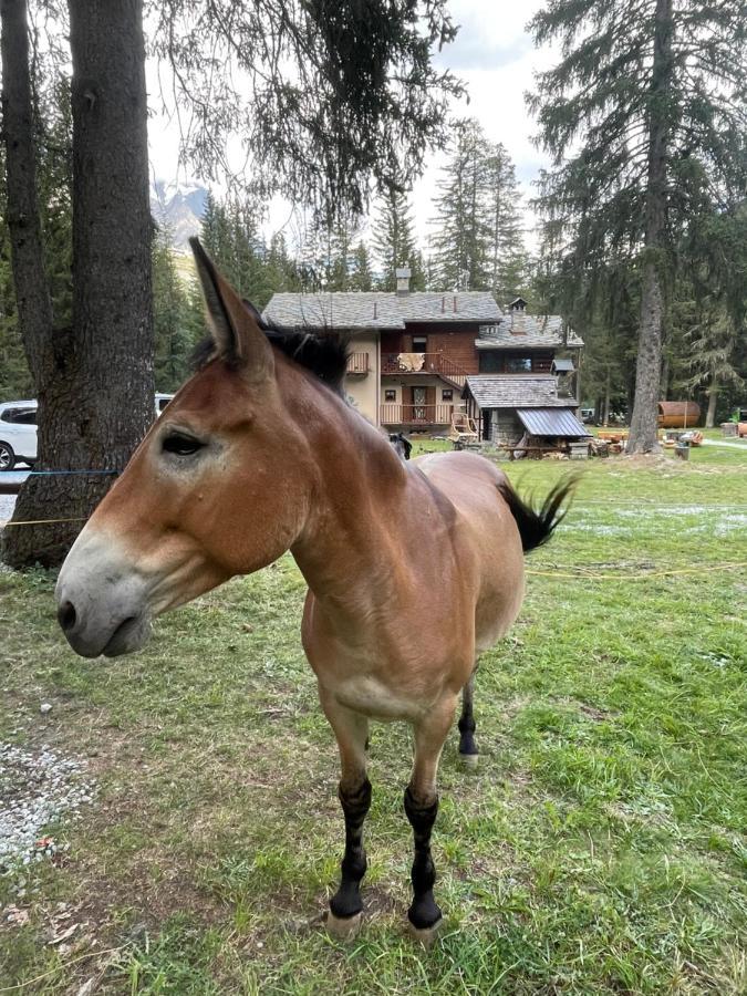 Wildhomes Wild Wolf Lodge Courmayeur Ngoại thất bức ảnh
