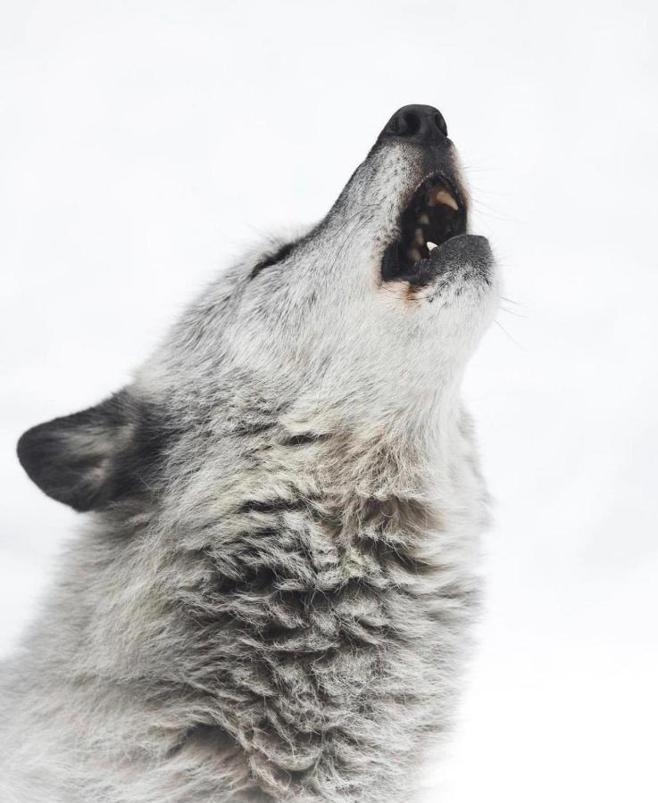 Wildhomes Wild Wolf Lodge Courmayeur Ngoại thất bức ảnh